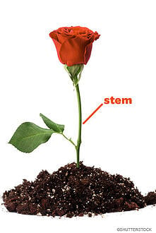 STEM_Education_like_a_Rose